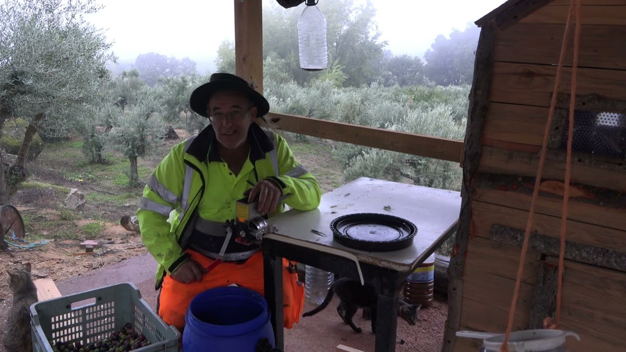 Decantando Aceite y apañando Aceitunas para endulzar