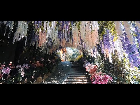 台南大坑休閒農場，IG打卡景點！超浪漫的紫藤隧道，宛如置身夢幻仙境～