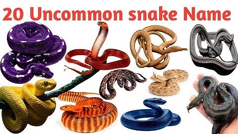 बच्चों के लिए 20 साँपों के नाम | Uncommon Snake Names for Kids | Preschool Animal Learning Video..