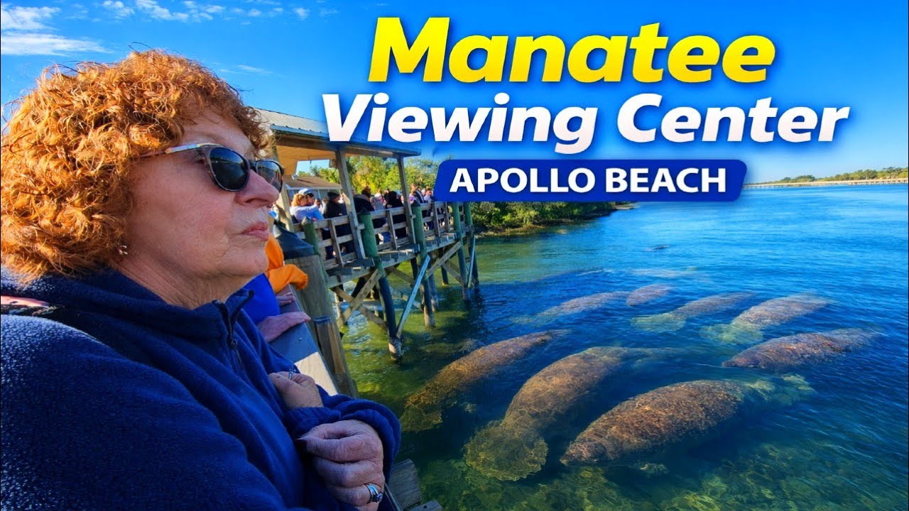 We Came to See Manatees… Then THIS Happened at The TECO Manatee Viewing Center in Apollo Beach