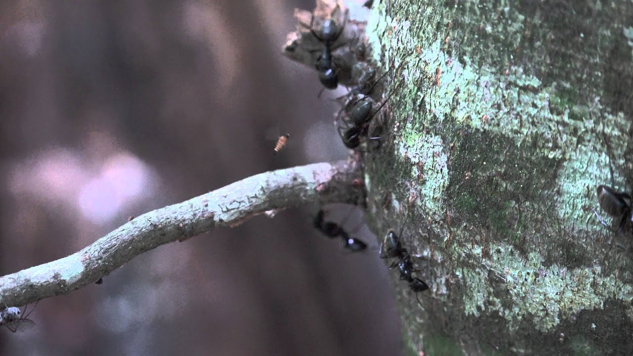 A Phorid Parasitoid Fly Attacking Carpenter Ants Tending Aphids - C1705