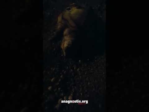Νεκρή θαλάσσια χελώνα