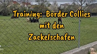 Training - Border Collies vs. Zackelschafe