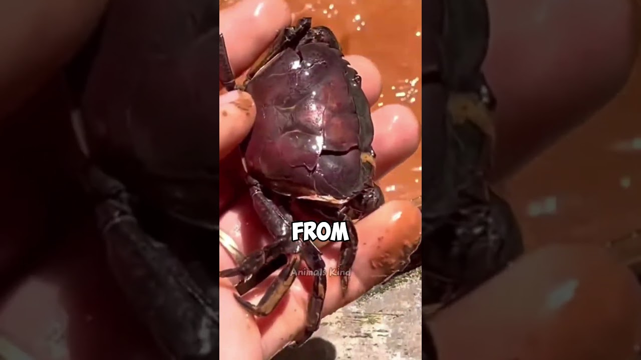 BABY CRAB RESCUE! 