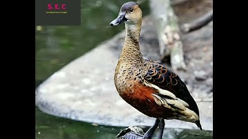 suara pikat burung BELIBIS paling ampuh||poin banyak pakai suara ini||suara jernih||Anti ZOOK