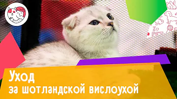 Нужно ли мыть шотландских кошек