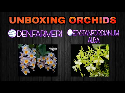 Video: Growing Epidendrum Orchids - Paano Pangalagaan ang Epidendrums