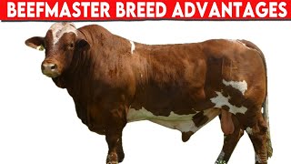 ⭕ Beefmaster Breed Advantages AND Disvantages ✅  Cattle Beefaster