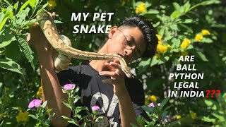 Ball Python Care Tips For India Are They Legal??