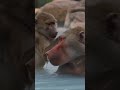 MONKEY HOTSPRINGS!! #animallovers #junglelife #monkeymagic #monkeyseemonkeydo #junglelife fyp