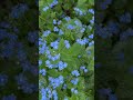 Jack Frost Brunnera Dresses It’s Flowers in Blue! 💙#garden #perennial