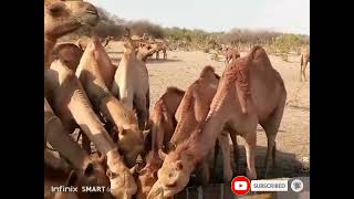 camel drinking full video thar @Baabetharvijuto- by Animal thar parkar 246 views 3 weeks ago 1 minute, 46 seconds