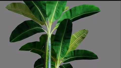 3D Banana Plant Created Using Blender 2.82a