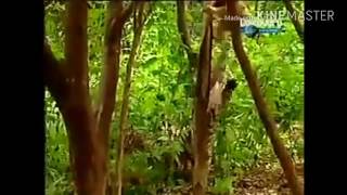 Monkey teasing tigers 😈😈😈