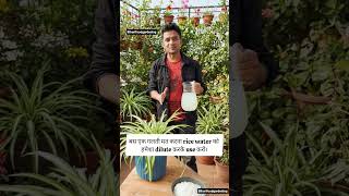 Rice Water for Plants 🌿 | Free Fertilizer Hack You MUST Try! #fertilizer #organic #garden #shorts