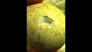 Wild Turkey ... Hatching