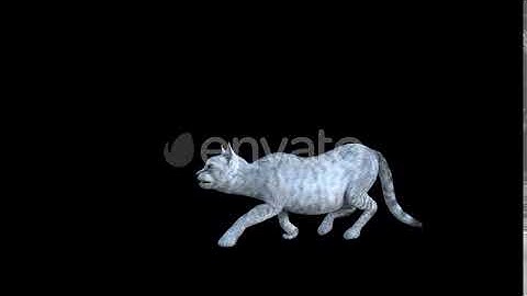 Cat Sneak Walk | Motion Graphics - Envato elements