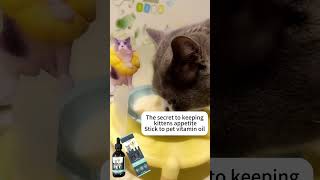 Add vitamin oil to daily cat feeding #cat #喵哥是萌新 #cute #貓咪日常 #pets #catvideos #funny #animals