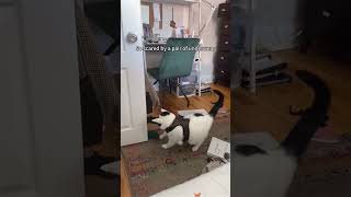 Funny Cat Core  😹🐾✨