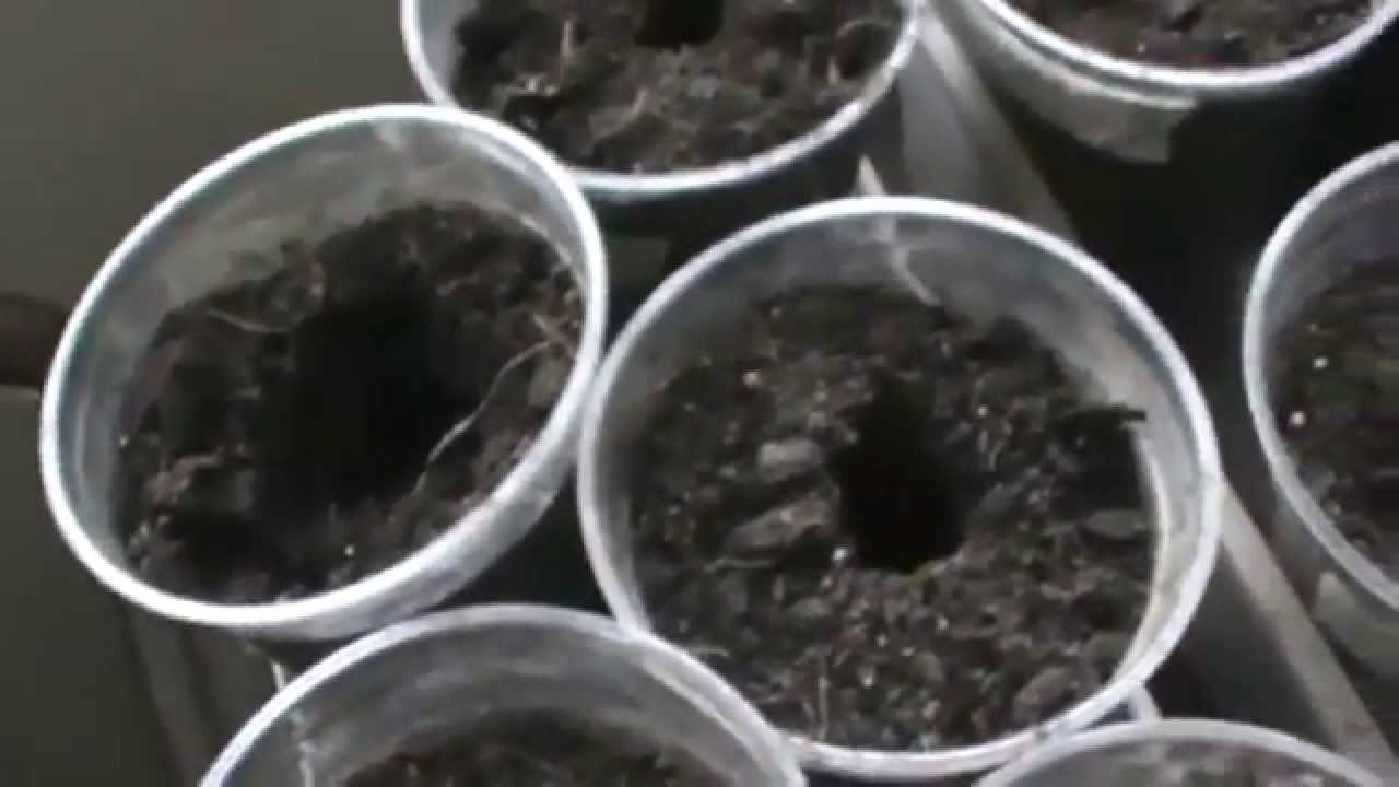Planting Okra seeds in plastic cups YouTube