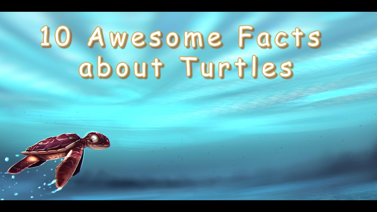 10 Awesome Turtle Facts - YouTube
