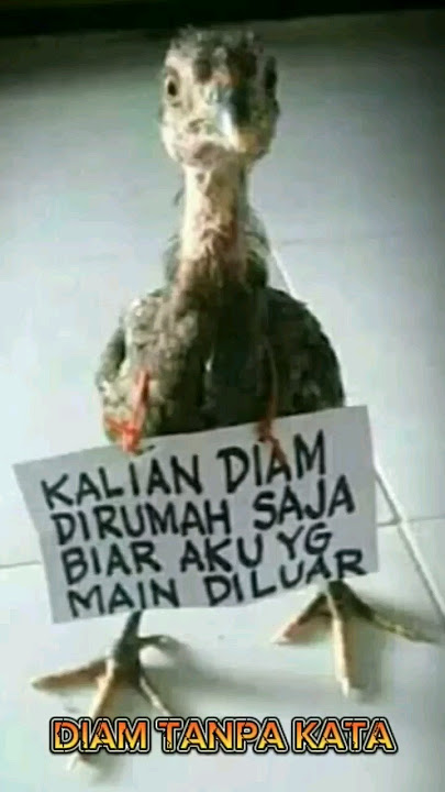 DIAM TANPA KATA #storywa #dmasivband