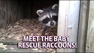 Orphaned Baby Raccoons Wake For Breakfast
