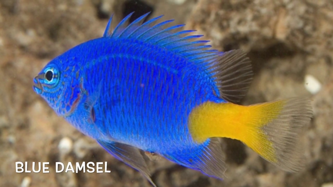 Darting Electric Blue Damsel YouTube