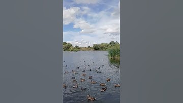 surah Ikhlas #egzonibrahimi #سورة_الإخلاص #ikhlas #viralvideo #naturesvoice #quran #beautiful