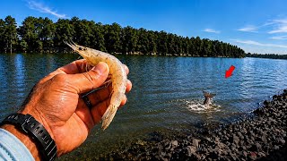 Pitching Dead Shrimp at GIANT Tailing Fish - (Biggest of the Year)