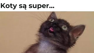 Memy O Kotach 1 Kocie Memy Polskie Memy 2024 Memy Po Polsku