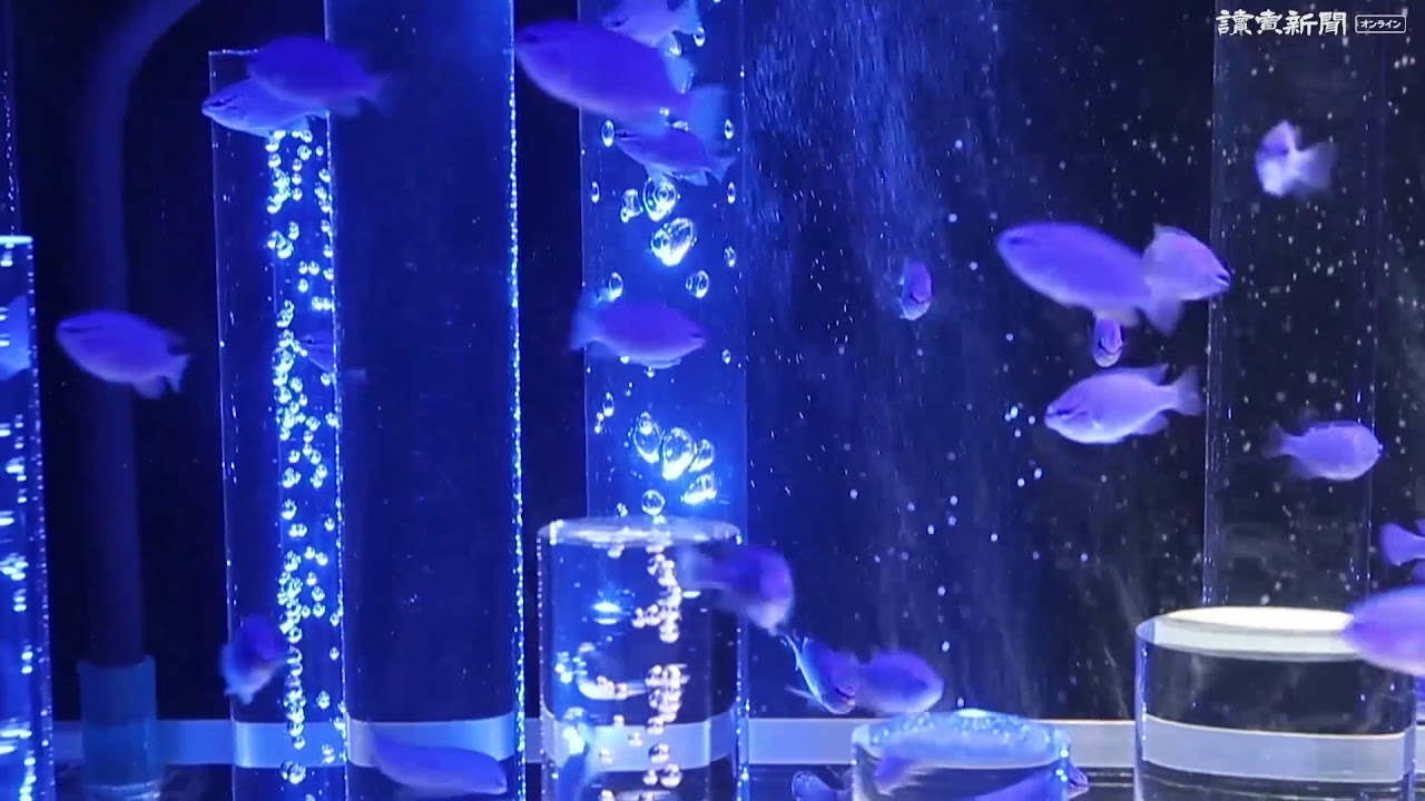 ライトアップされた水槽で金魚など涼しげ 埼玉 Youtube