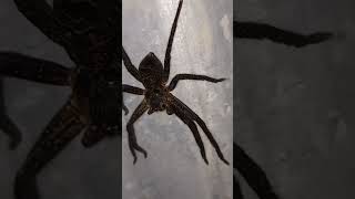 Night hunter spider