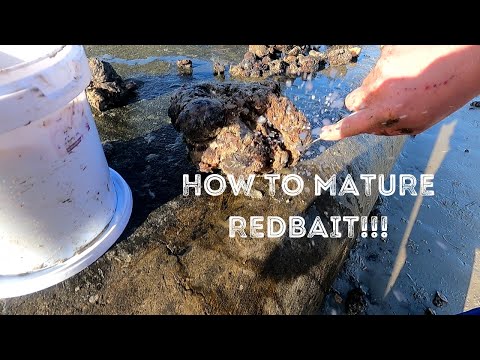HOW TO mature