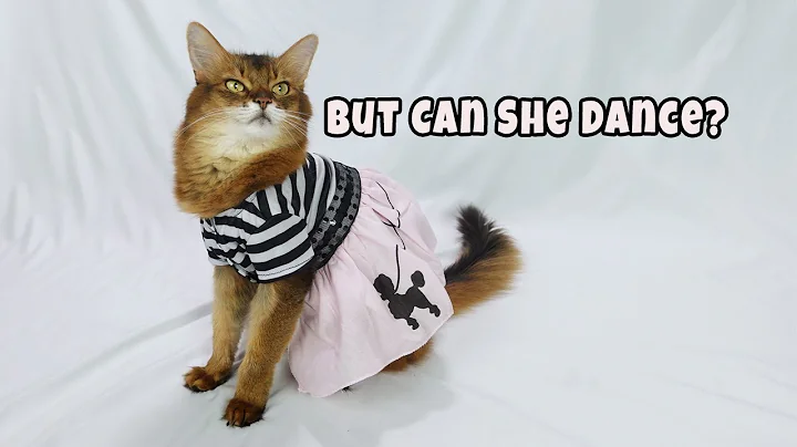 Video 11837261: somali cat, cutest cats, kitty, cat love