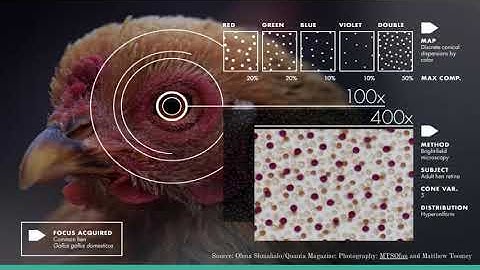 Poster Presentation | Hyperuniformity | Self-Organized Criticality
