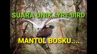 Audio Masteran Burung - Lyre Bird Dan Gemercik air