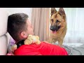 Funny German Shepherd Reacts to Baby Chicks on My Chest!
