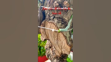 Sử lý khi Lan Ngọc Điểm đã bám rễ #hoalan #shorts