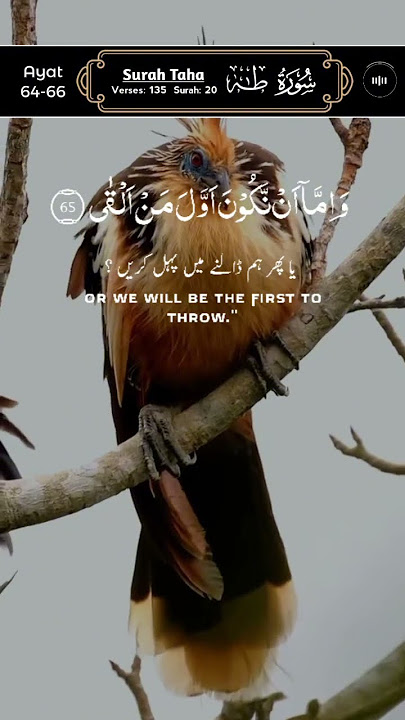 Surah Taha by Qari Fozle Azim, Ayat 64-66, سورۃ طٰہ #quran #surahtaha #islam #birds #shorts #viral