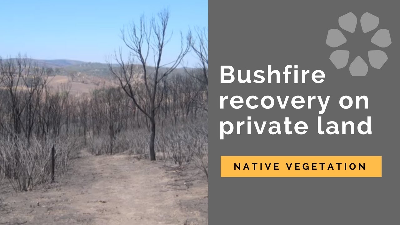 Bushfire recovery on private land: native vegetation | Port Phillip & Westernport CMA