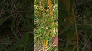 Jikinge Na Mtii Wa Mwanzi Kiboko Sana Kwa Kinga Utanipenda Na Utashukulu