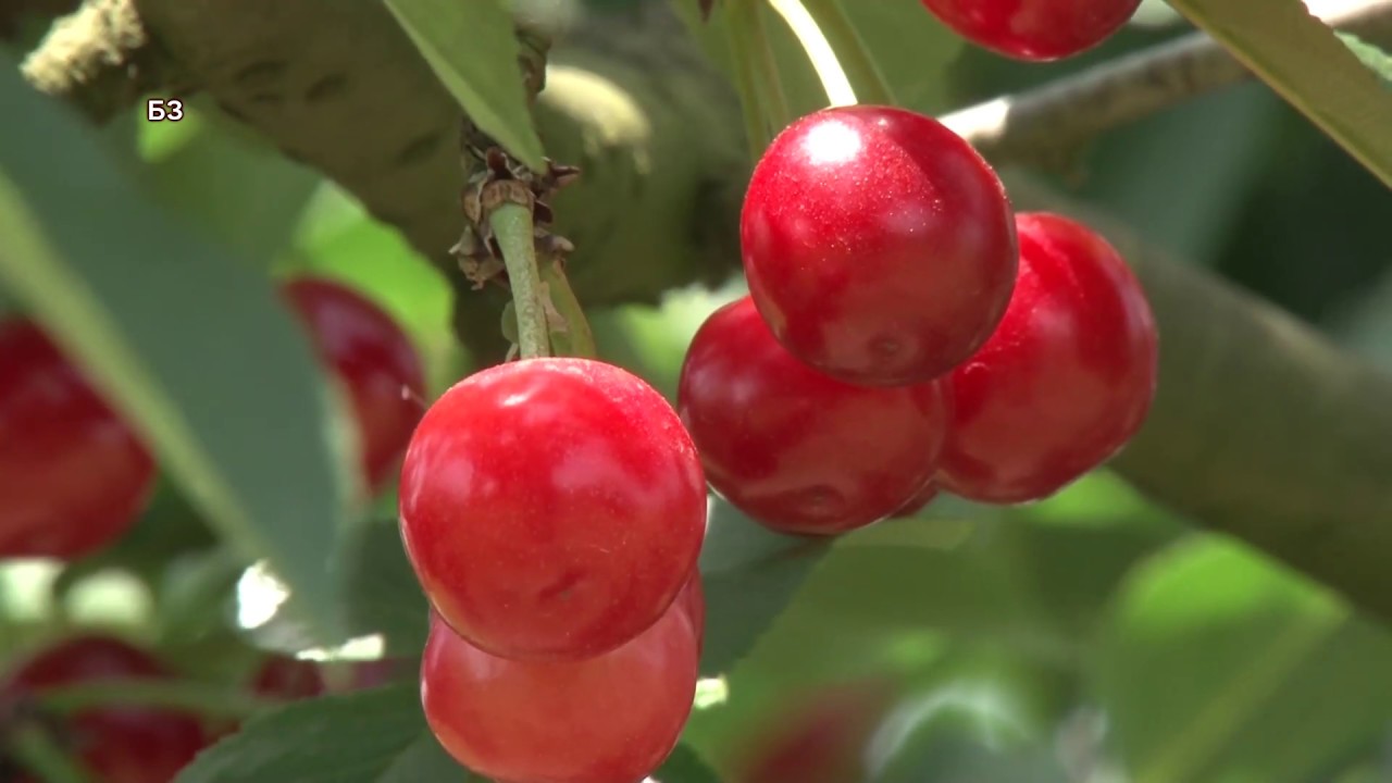 EVO KAKO treba da izgleda najbolji mladi VISNJAR srbije - ali to kosta