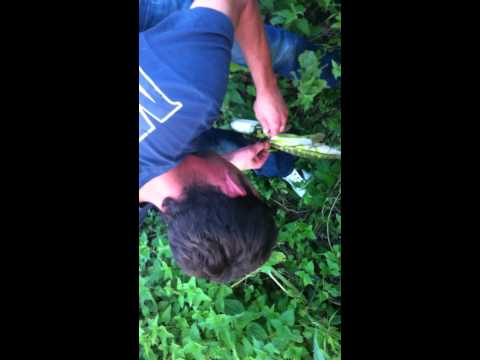 Waybridge river pike fishing with Giedrius Linausk...