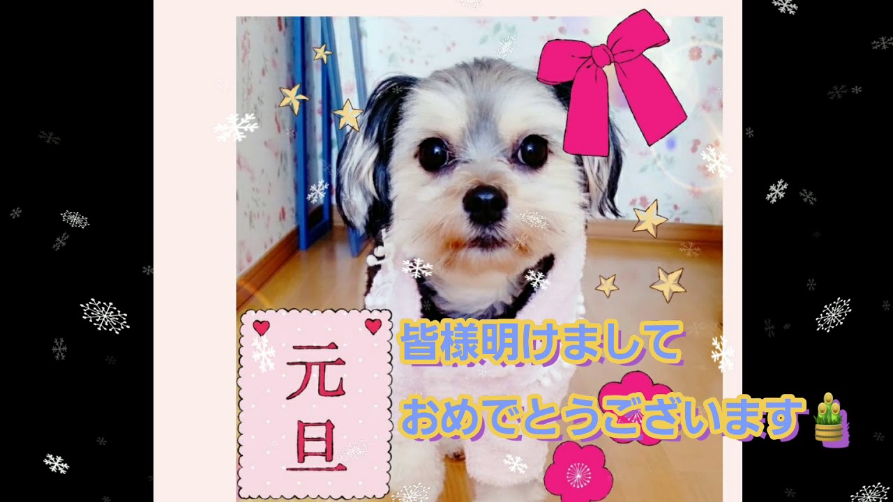 珍しいミックス犬 ピンズー 21年新年の挨拶 Youtube