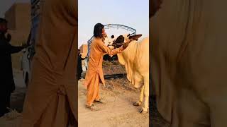 Ma sha Allah 😍❤️#2k26 #qurbani2k26 #cowmandi #vlogs
