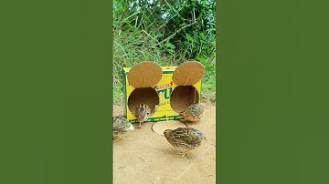 Best Creative Quail Trap Using Cardboard box #simple bird trap #shorts