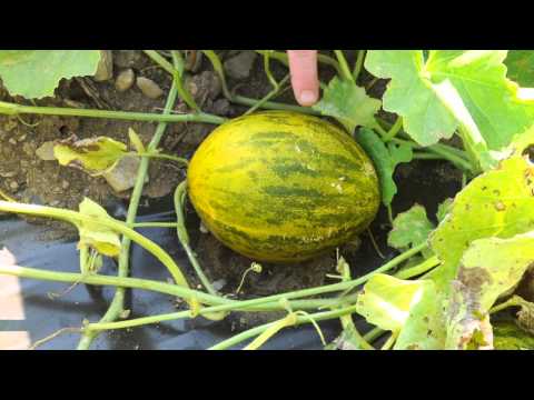 Video: What Is A Christmas Melon – Growing Santa Claus Melons In The Garden