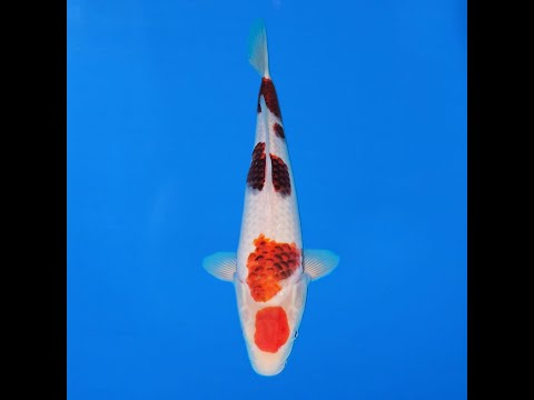 Hosokai 43cm Goromo Ref0611 – C