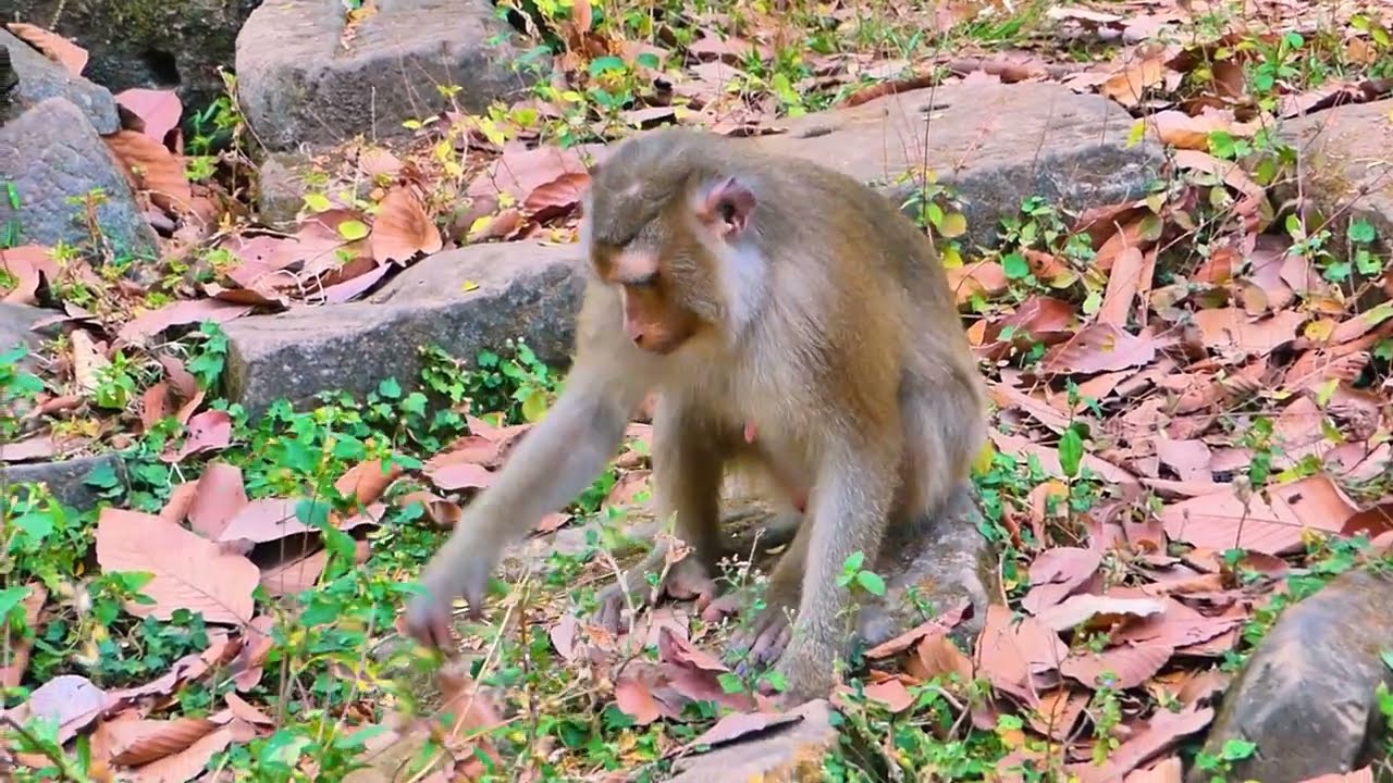 OMG!! What happened to Monkey Tom Rainbow, and Libby while they were meeting with Big Frog😮🙉